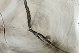 Long Polished Petrified Tropical Hardwood Limb - Texas #163736-1